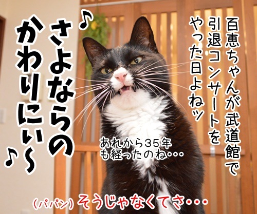 今日は何の日か知ってる？　猫の写真で４コマ漫画　３コマ目ッ