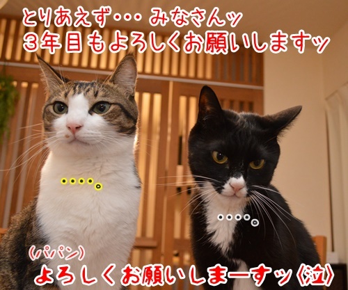 三年目のほうふ　猫の写真で４コマ漫画　４コマ目ッ