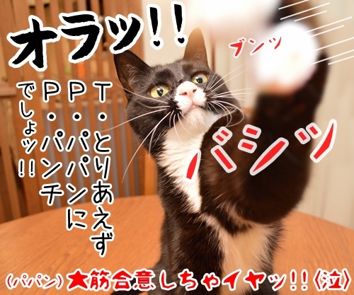 「ＴＰＰ」ってなんの略？　猫の写真で４コマ漫画　４コマ目ッ