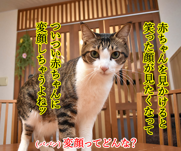 赤ちゃんを見かけたら　猫の写真で４コマ漫画　１コマ目ッ