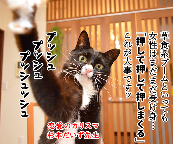 恋愛のカリスマ　杉本だいず先生の恋愛講座　猫の写真で４コマ漫画　２コマ目ッ