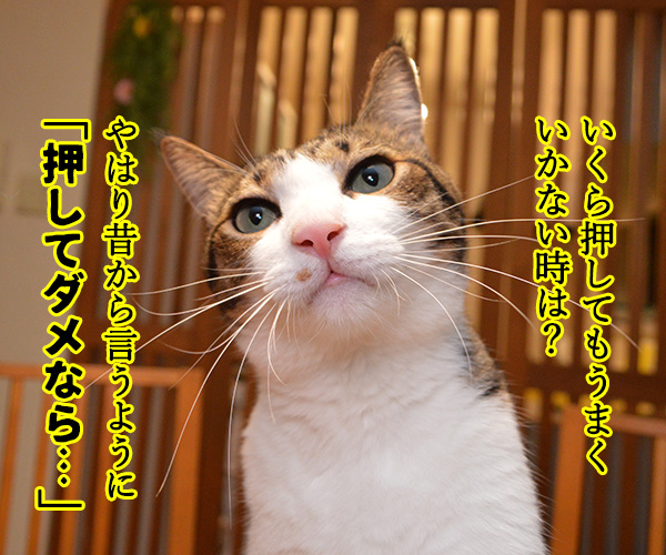 恋愛のカリスマ　杉本だいず先生の恋愛講座　猫の写真で４コマ漫画　３コマ目ッ