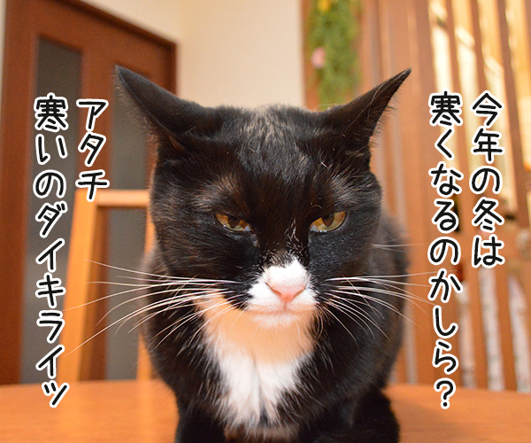 今年の冬は寒いのかしら？　猫の写真で４コマ漫画　１コマ目ッ