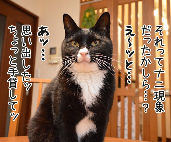 今年の冬は寒いのかしら？　猫の写真で４コマ漫画　３コマ目ッ