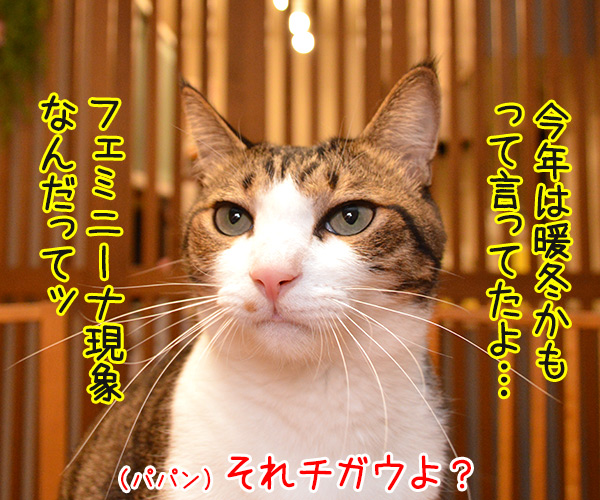 今年の冬は寒いのかしら？　猫の写真で４コマ漫画　２コマ目ッ