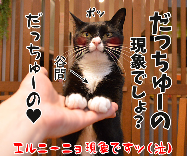 今年の冬は寒いのかしら？　猫の写真で４コマ漫画　４コマ目ッ