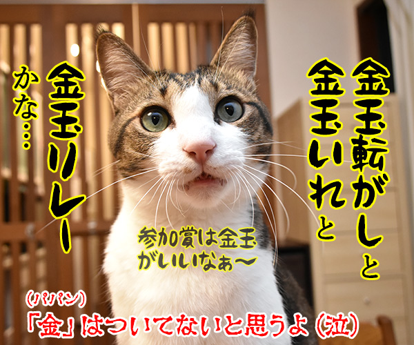 運動会のプログラム　猫の写真で４コマ漫画　４コマ目ッ