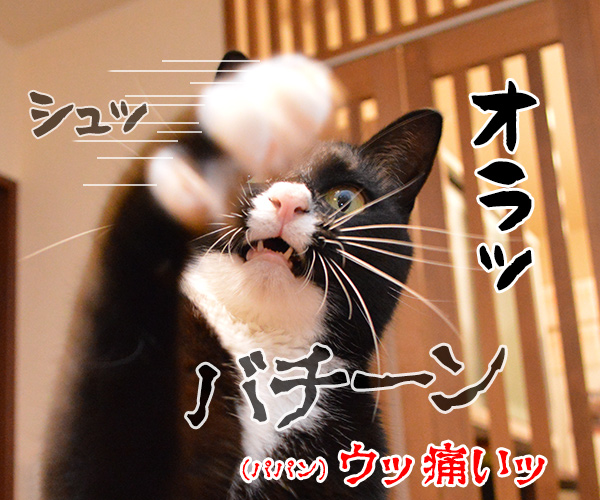 いつもありがとうございます　猫の写真で４コマ漫画　３コマ目ッ