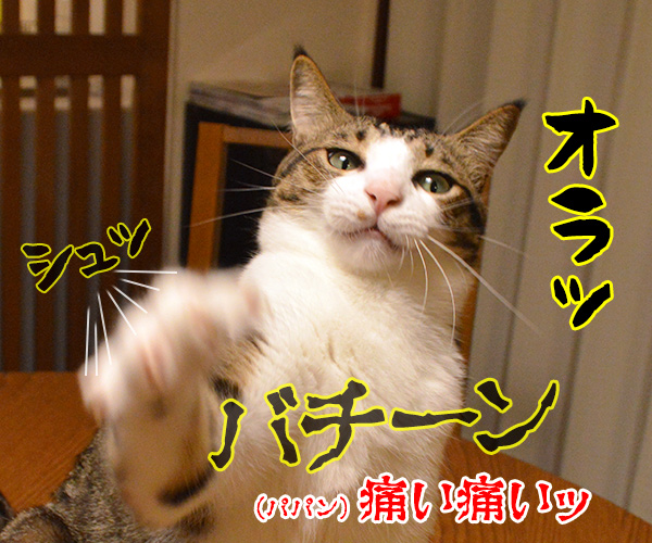 いつもありがとうございます　猫の写真で４コマ漫画　２コマ目ッ