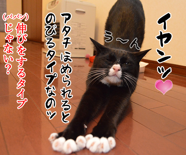 アタチ、ほめられるとのびるタイプなの　猫の写真で４コマ漫画　３コマ目ッ