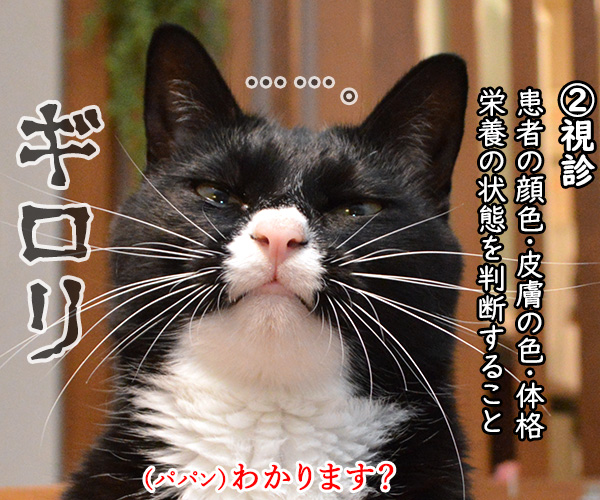 あずだいにパパンの健康診断をしてもらったのよッ　猫の写真で４コマ漫画　２コマ目ッ