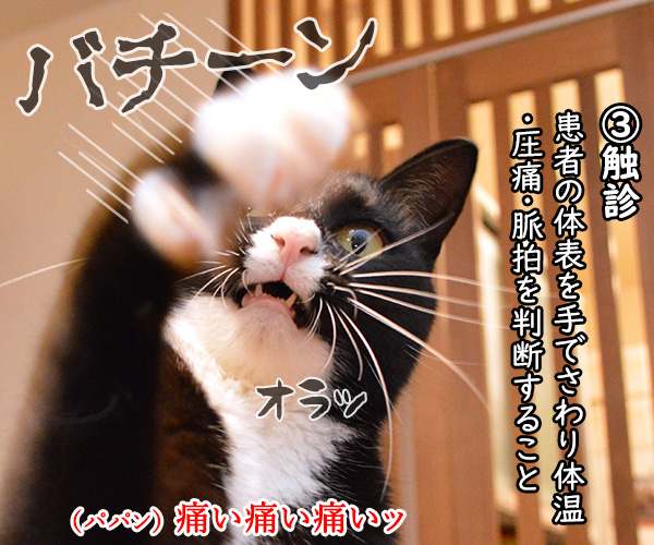 あずだいにパパンの健康診断をしてもらったのよッ　猫の写真で４コマ漫画　３コマ目ッ