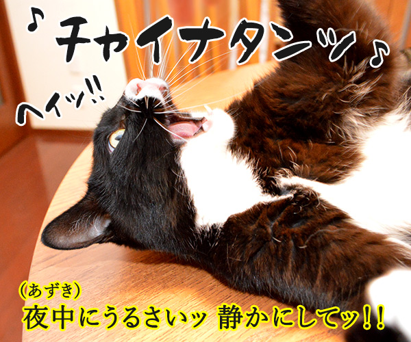 フライディ・チャイナタウン　猫の写真で４コマ漫画　２コマ目ッ