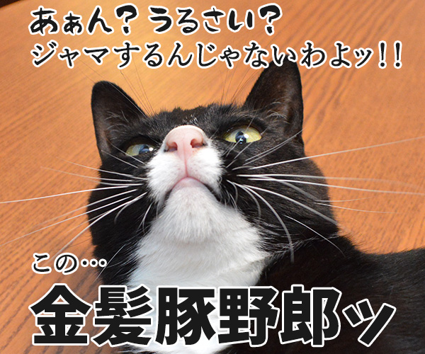 フライディ・チャイナタウン　猫の写真で４コマ漫画　３コマ目ッ