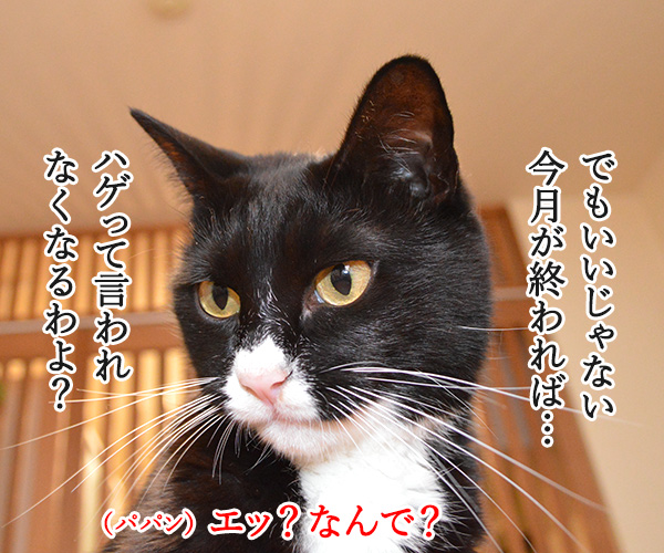 もうすぐ10月も終わり…　猫の写真で４コマ漫画　２コマ目ッ