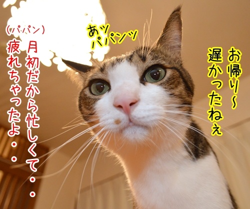 パパンがお疲れの時は…　猫の写真で４コマ漫画　１コマ目ッ