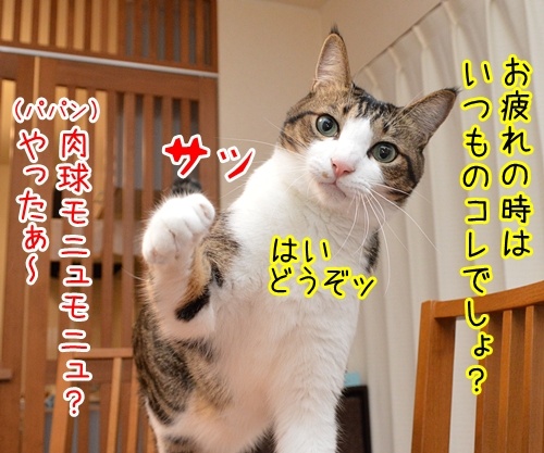 パパンがお疲れの時は…　猫の写真で４コマ漫画　２コマ目ッ