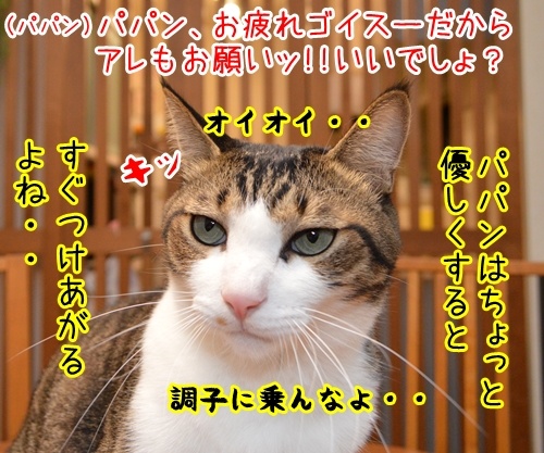 パパンがお疲れの時は…　猫の写真で４コマ漫画　３コマ目ッ