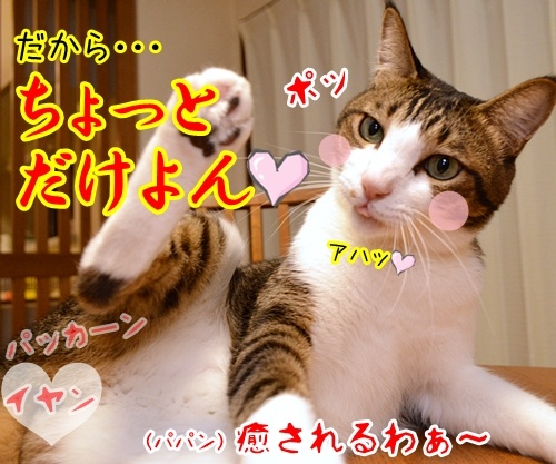 パパンがお疲れの時は…　猫の写真で４コマ漫画　４コマ目ッ