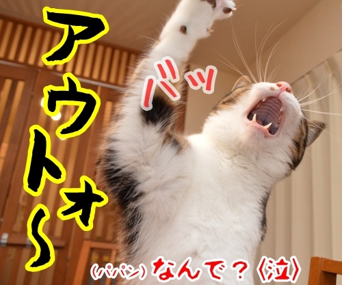 あずきさんとパパン　猫の写真で４コマ漫画　４コマ目ッ