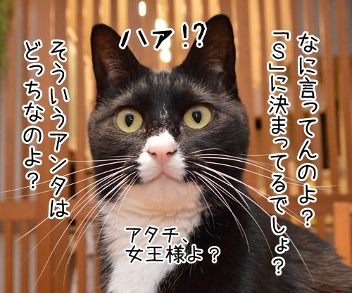 Ｓですか？Ｍですか？　猫の写真で４コマ漫画　２コマ目ッ