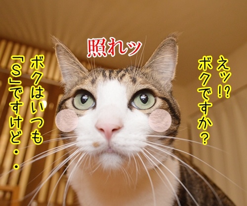 Ｓですか？Ｍですか？　猫の写真で４コマ漫画　３コマ目ッ