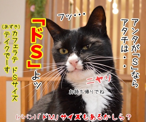 Ｓですか？Ｍですか？　猫の写真で４コマ漫画　４コマ目ッ