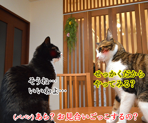 11月6日は「お見合い記念日」なんですってッ　猫の写真で４コマ漫画　２コマ目ッ