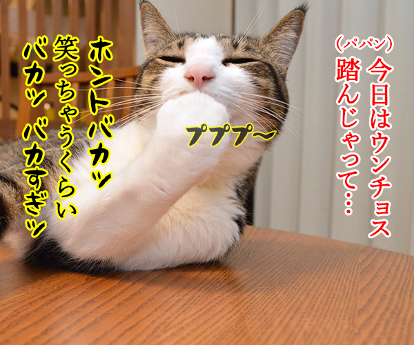 ちょっと聞いてよ、あずきさん　猫の写真で４コマ漫画　２コマ目ッ