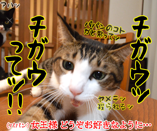 ちょっと聞いてよ、あずきさん　猫の写真で４コマ漫画　４コマ目ッ