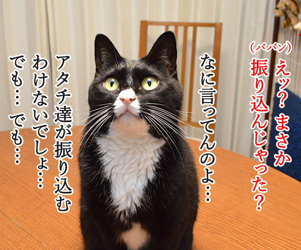 今日ね、電話がかかってきてね…　猫の写真で４コマ漫画　３コマ目ッ