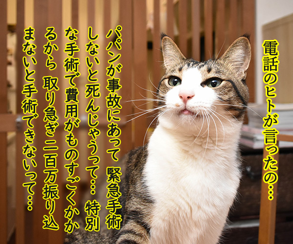 今日ね、電話がかかってきてね…　猫の写真で４コマ漫画　２コマ目ッ