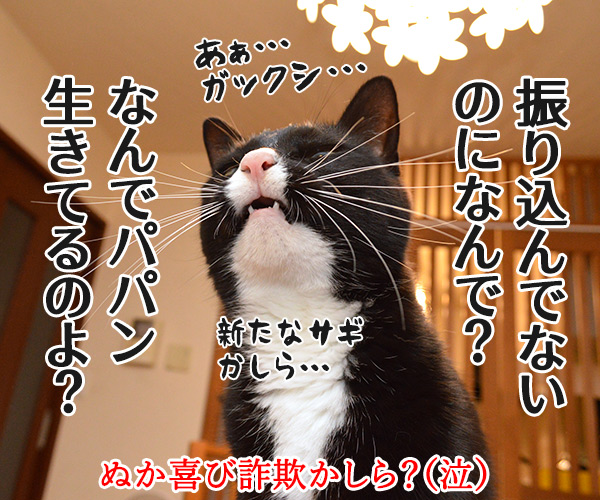 今日ね、電話がかかってきてね…　猫の写真で４コマ漫画　４コマ目ッ