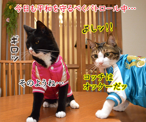 スカジャン刑事　アズ＆ダイ　猫の写真で４コマ漫画　２コマ目ッ