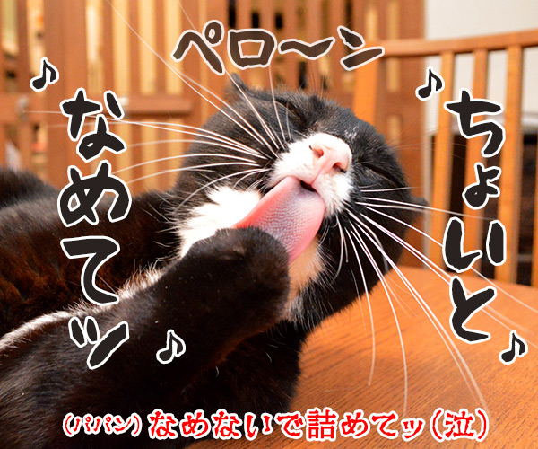 お弁当つくってあげるねッ　猫の写真で４コマ漫画　４コマ目ッ