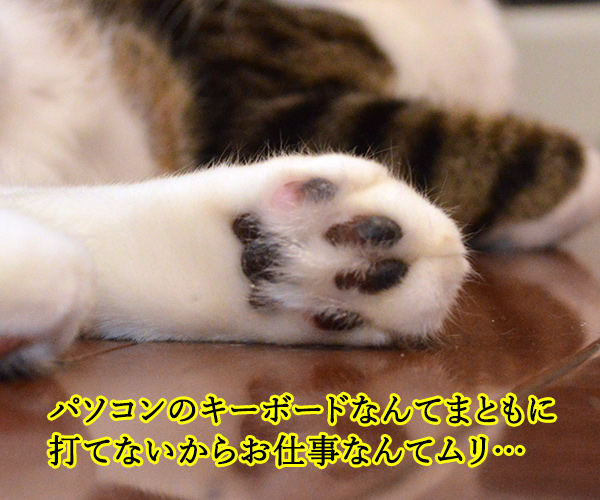 猫の手も借りたいと言うけれど… 其の二　猫の写真で４コマ漫画　３コマ目ッ