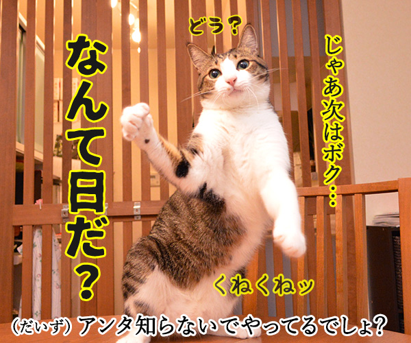 なんて日だッ！！　猫の写真で４コマ漫画　２コマ目ッ