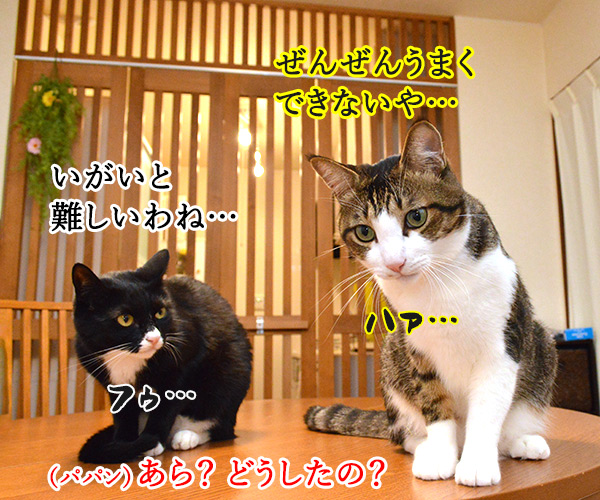 なんて日だッ！！　猫の写真で４コマ漫画　３コマ目ッ