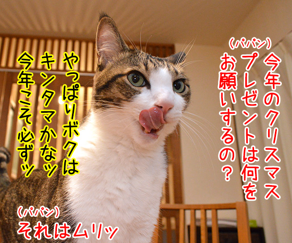 サンタさんは来てくれるかな？　猫の写真で４コマ漫画　１コマ目ッ