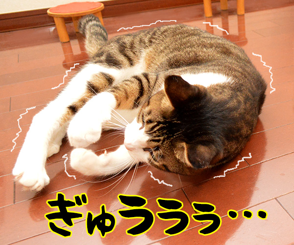 ジェスチャーゲーム？　猫の写真で４コマ漫画　２コマ目ッ