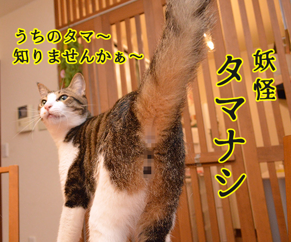 水木しげる先生のご冥福をお祈りして…　猫の写真で４コマ漫画　２コマ目ッ