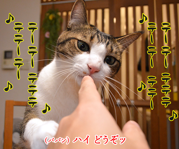 きょうはＥ.Ｔ.の日なんだってッ　猫の写真で４コマ漫画　２コマ目ッ