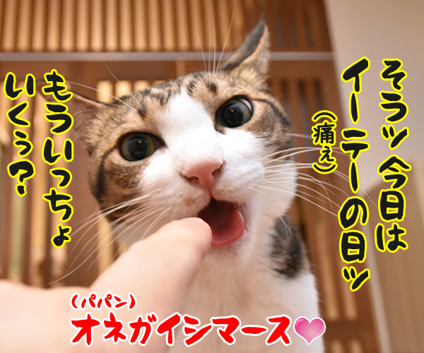 きょうはＥ.Ｔ.の日なんだってッ　猫の写真で４コマ漫画　４コマ目ッ