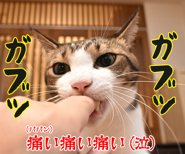 きょうはＥ.Ｔ.の日なんだってッ　猫の写真で４コマ漫画　３コマ目ッ