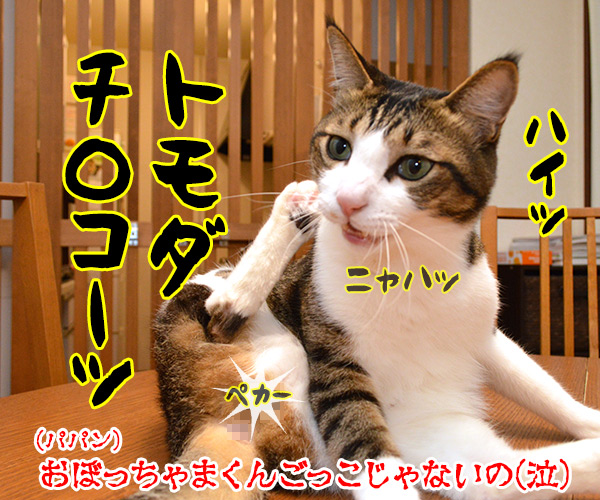 きのうはＥ.Ｔ.の日なんだってッ　猫の写真で４コマ漫画　４コマ目ッ