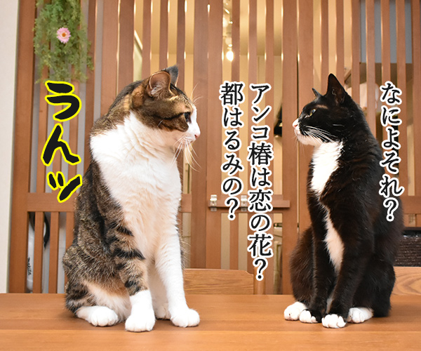 「あん？」って言われたら？　猫の写真で４コマ漫画　３コマ目ッ