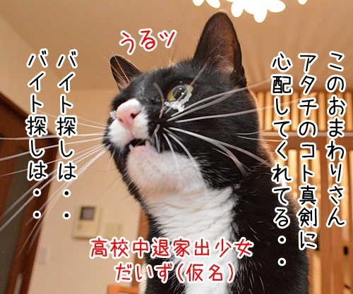 バイト、バイト探しは……　猫の写真で４コマ漫画　２コマ目ッ