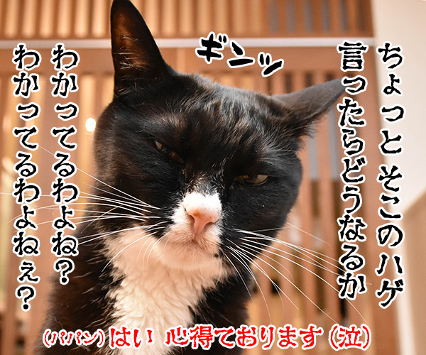 だいずさんの予防接種　猫の写真で４コマ漫画　４コマ目ッ