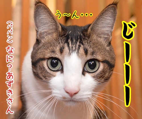 やっぱりそうよね？　猫の写真で４コマ漫画　２コマ目ッ