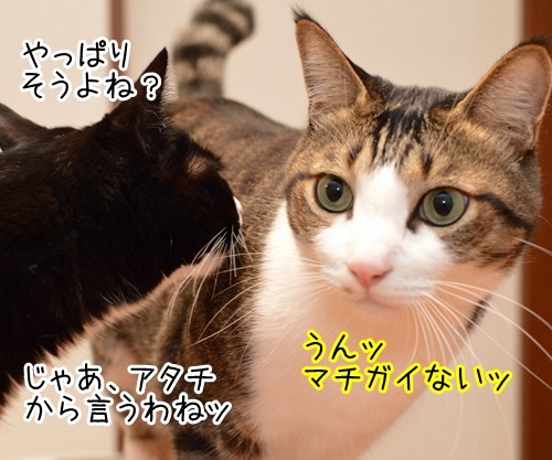 やっぱりそうよね？　猫の写真で４コマ漫画　３コマ目ッ